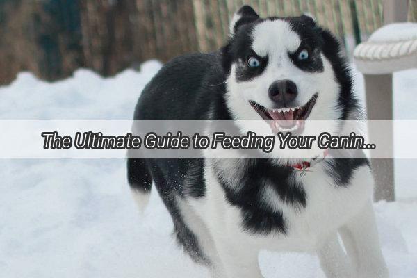 The Ultimate Guide to Feeding Your Canine Companions What Men Should Feed for Easy Maintenance and Happy Pups